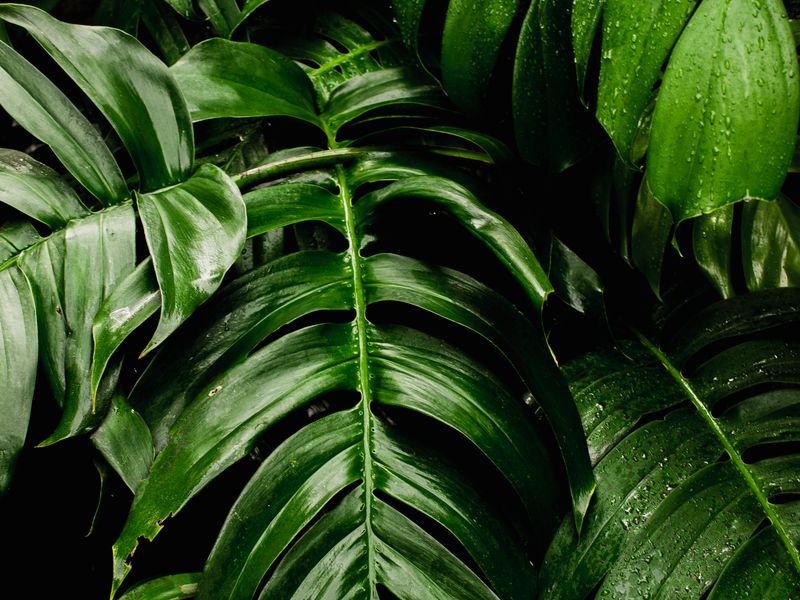 10 plantas de bajo mantenimiento para tu jardín en la Costa Blanca