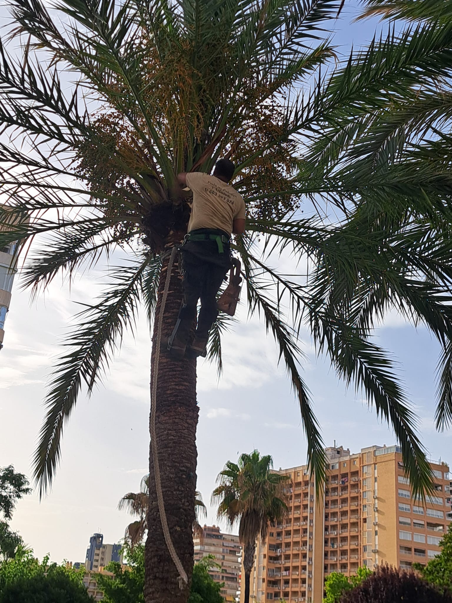 Palmero podando corona de palmera canaria
