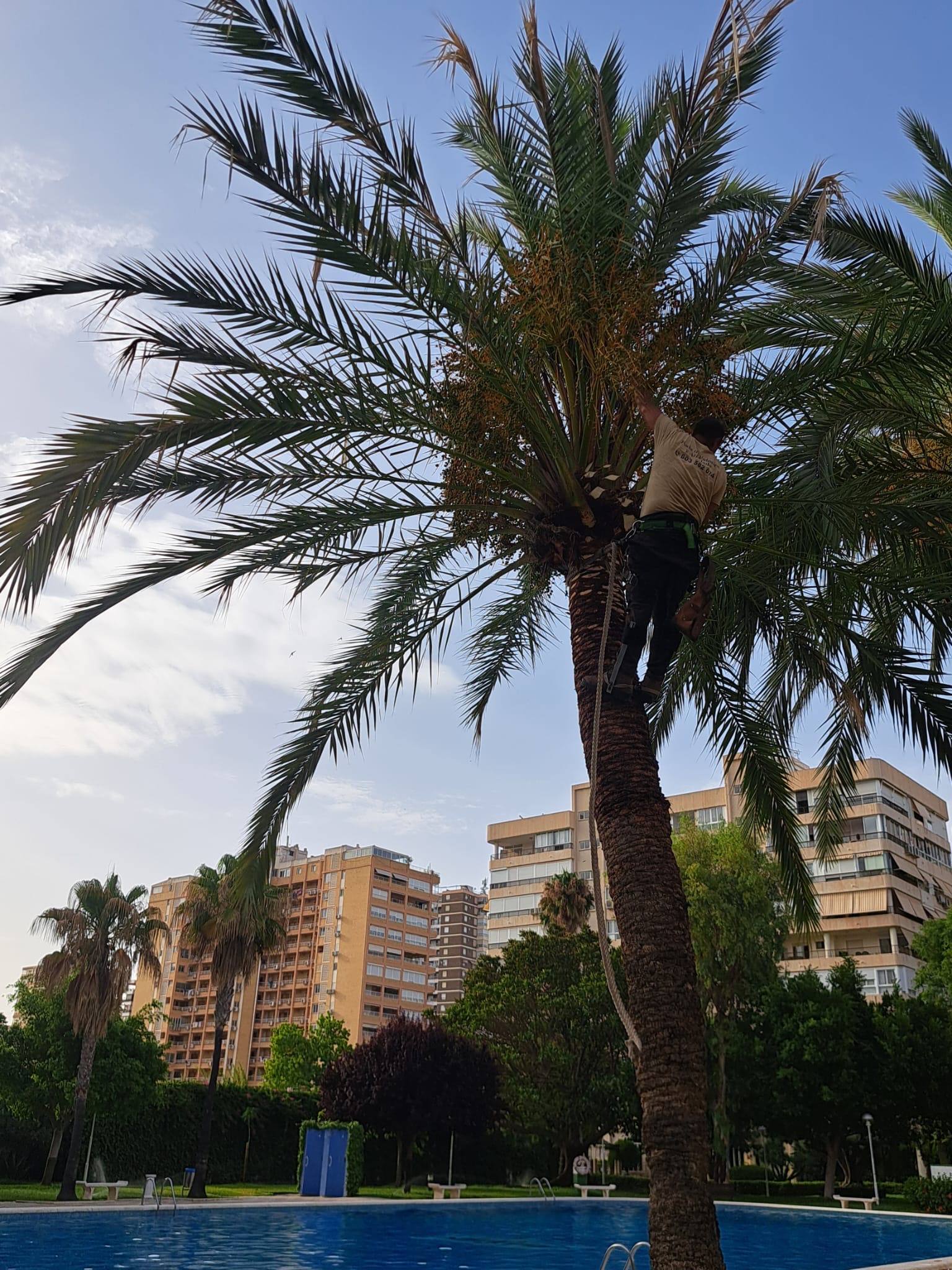 Poda de palmera junto a piscina comunitaria