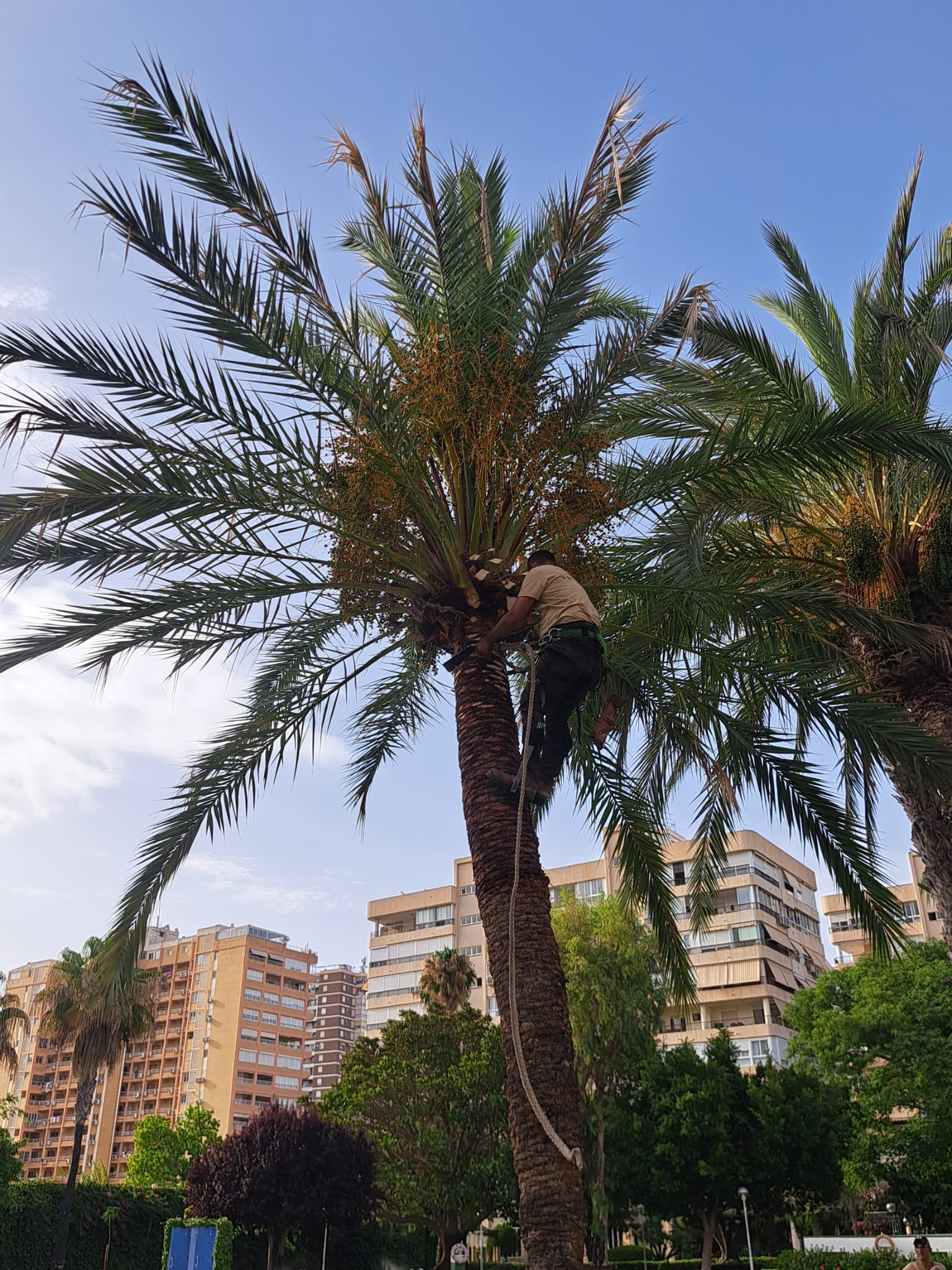 Trabajo de poda de palmera con arnés certificado