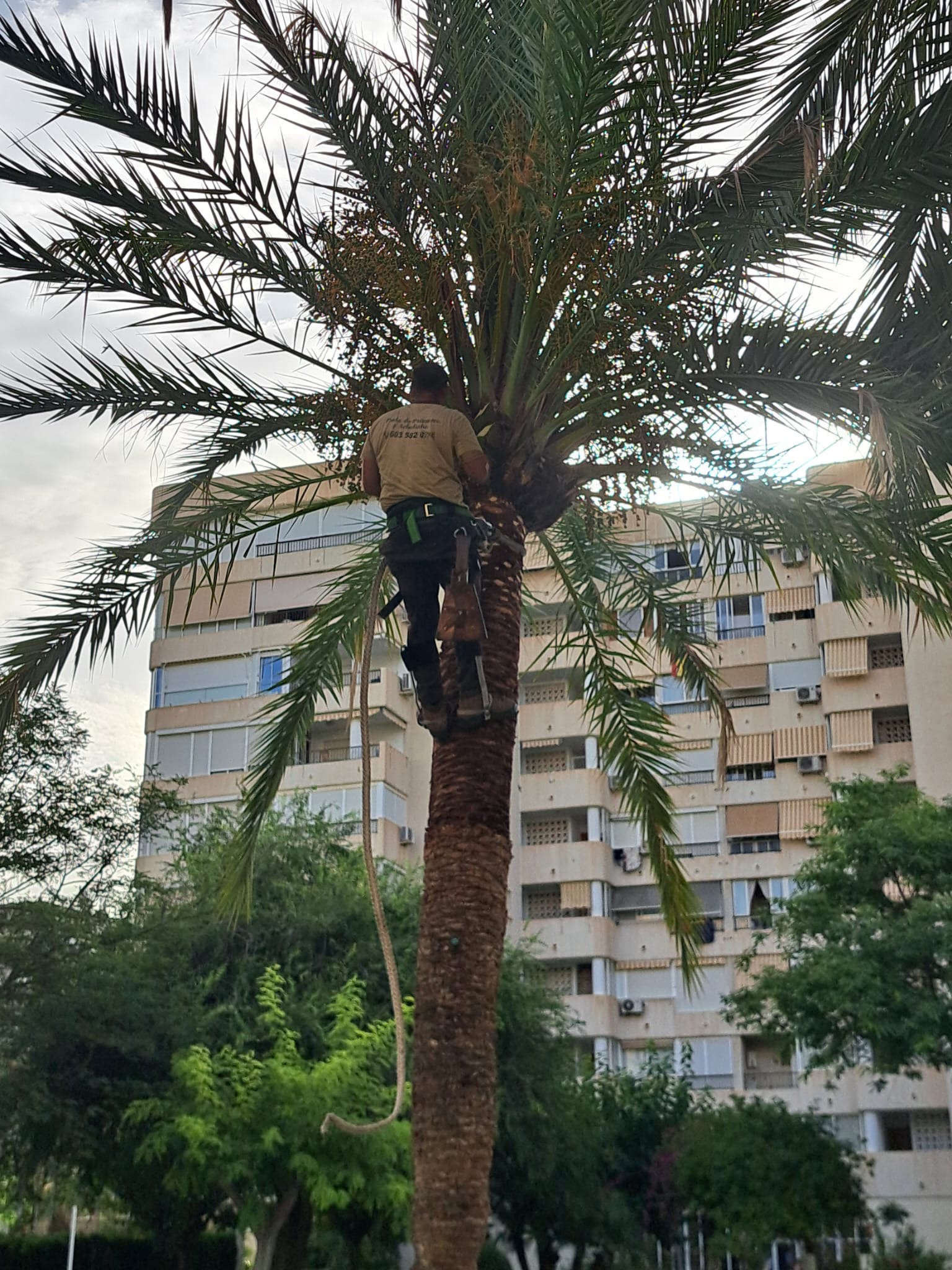 Poda de palmera junto a piscina comunitaria
