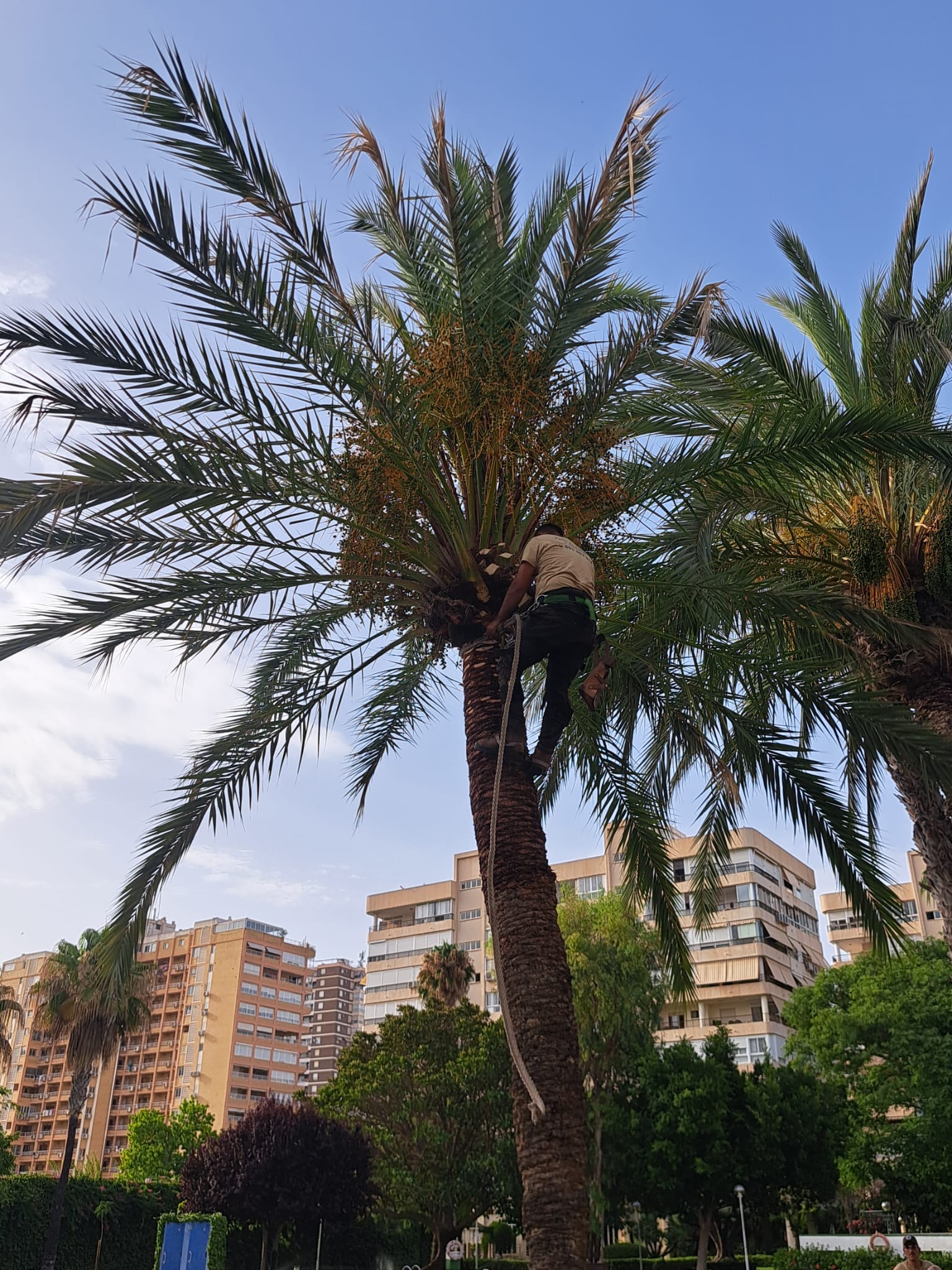 Palmera podada en urbanización costera