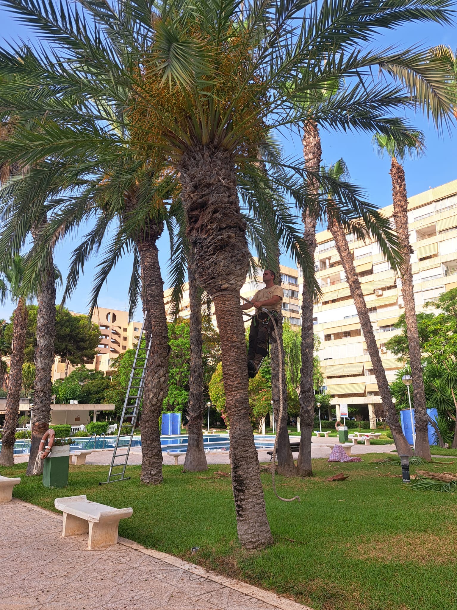 Trabajo de poda de palmera con equipo certificado