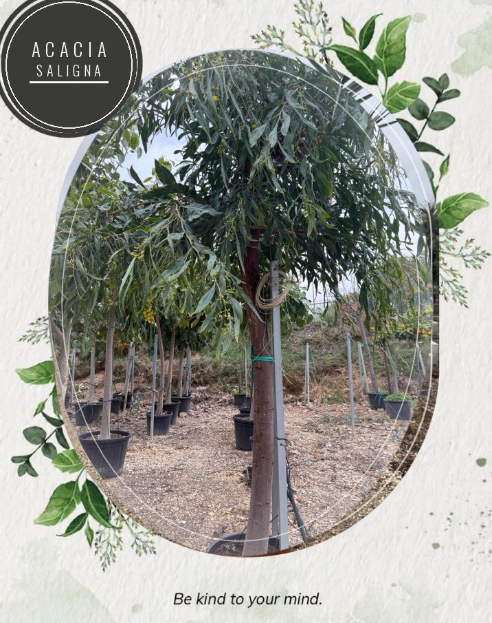 Acacia saligna at the Jardines Costa Blanca nursery