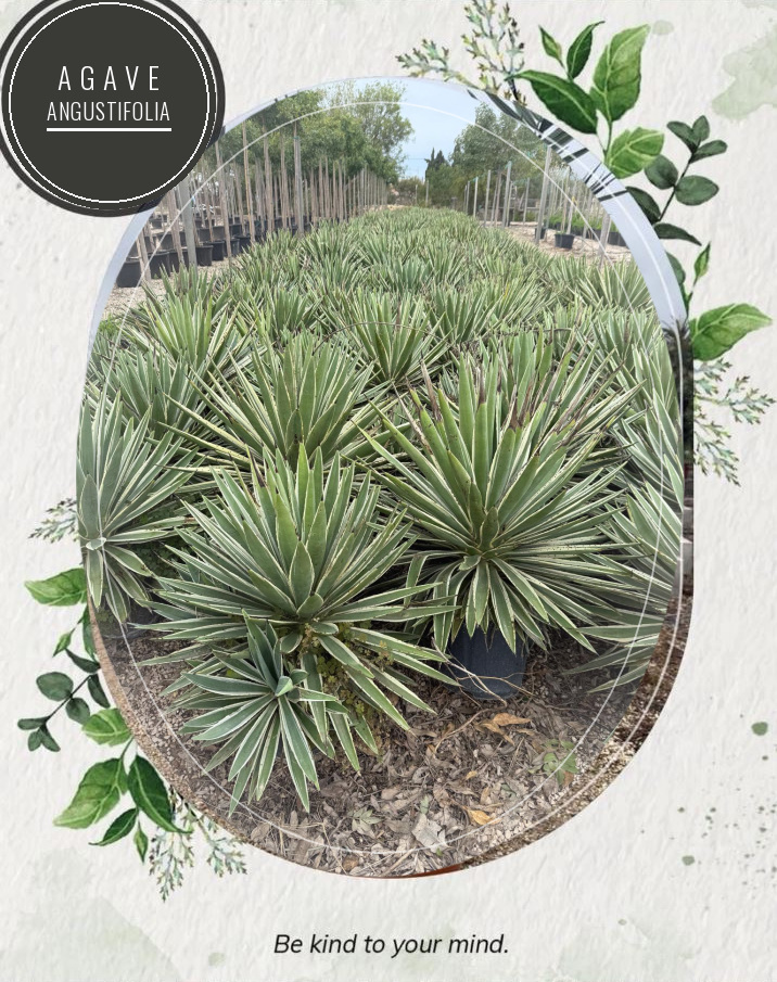 Agave angustifolia at the Jardines Costa Blanca nursery