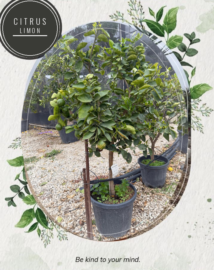 Citrus limon at the Jardines Costa Blanca nursery