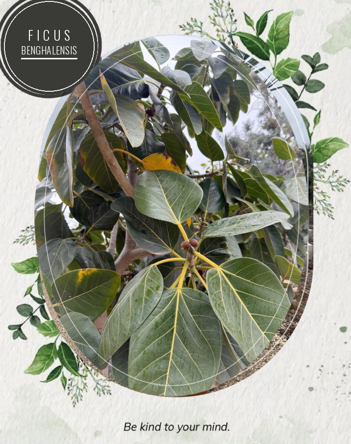 Ficus benghalensis at the Jardines Costa Blanca nursery