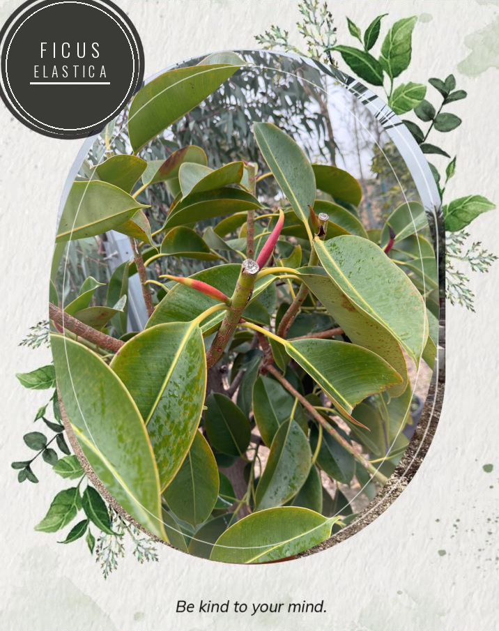 Ficus elastica at the Jardines Costa Blanca nursery