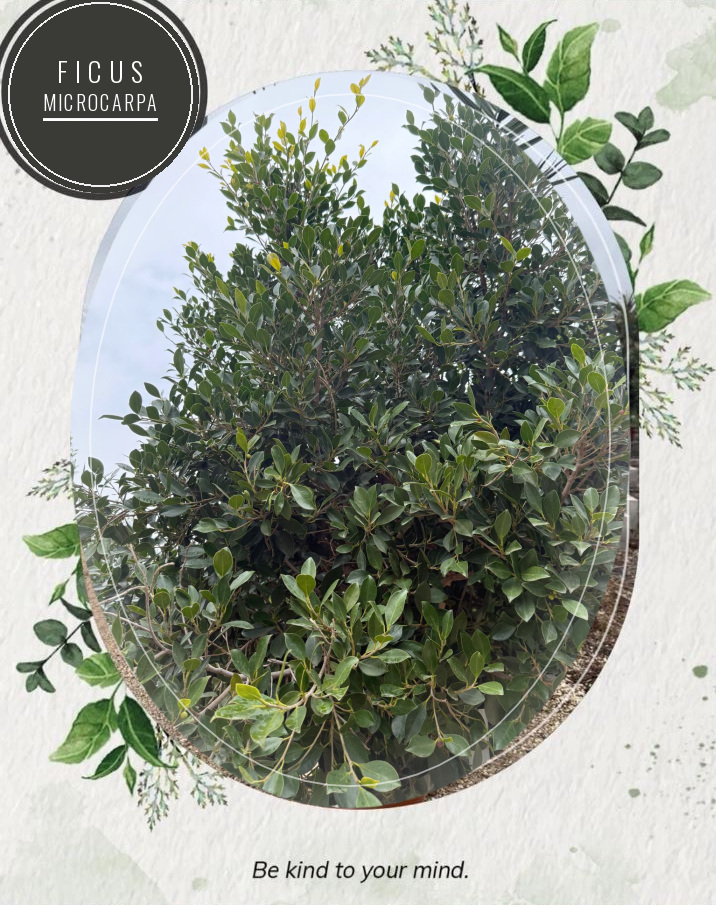 Ficus microcarpa at the Jardines Costa Blanca nursery