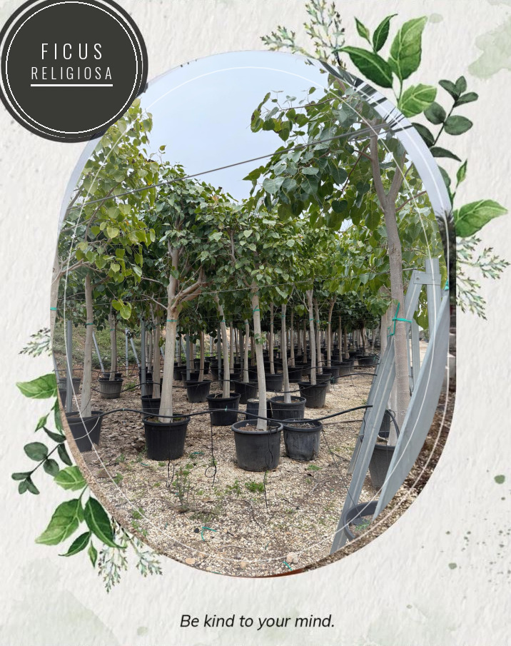 Ficus religiosa at the Jardines Costa Blanca nursery