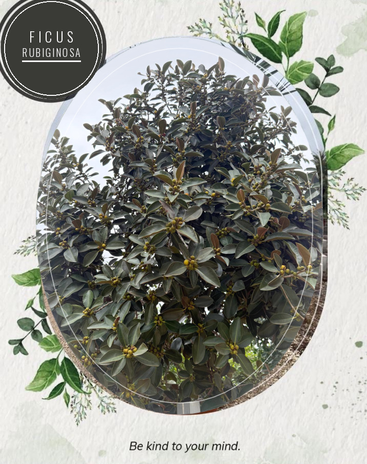 Ficus rubiginosa at the Jardines Costa Blanca nursery