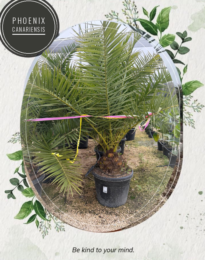 Phoenix canariensis at the Jardines Costa Blanca nursery