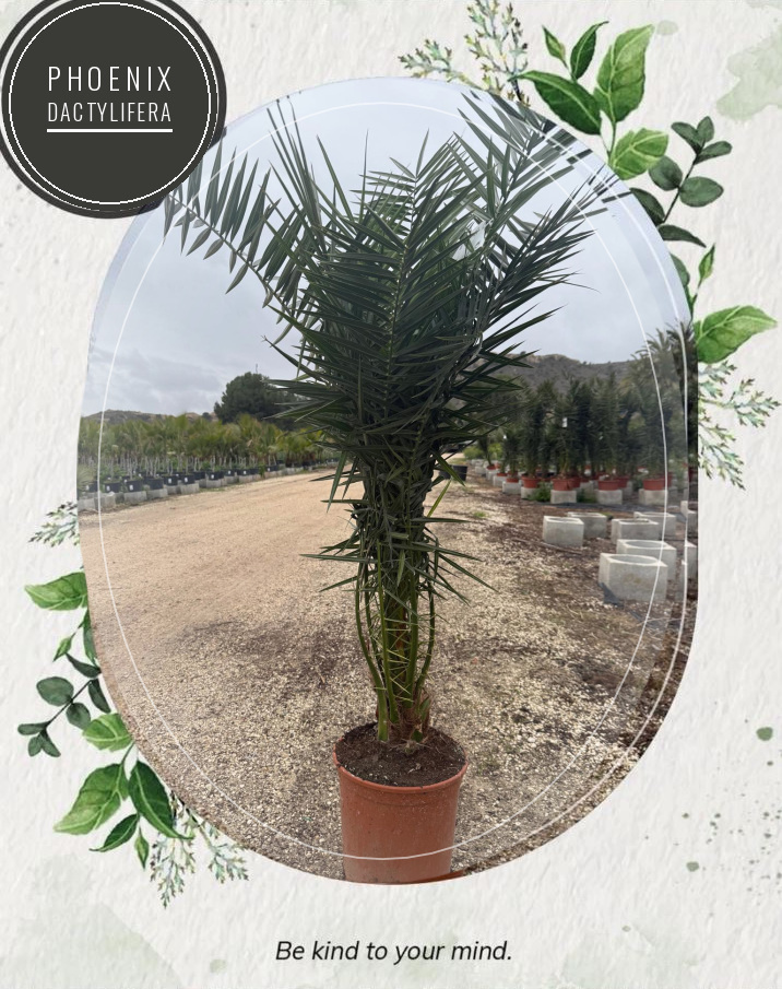 Phoenix dactylifera at the Jardines Costa Blanca nursery