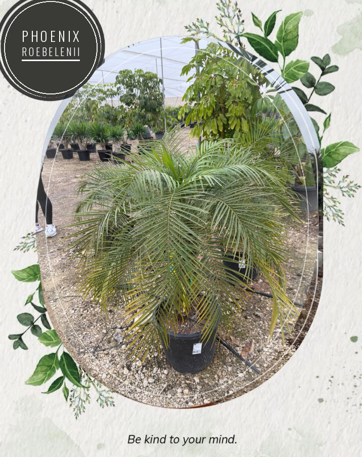 Phoenix roebelenii at the Jardines Costa Blanca nursery