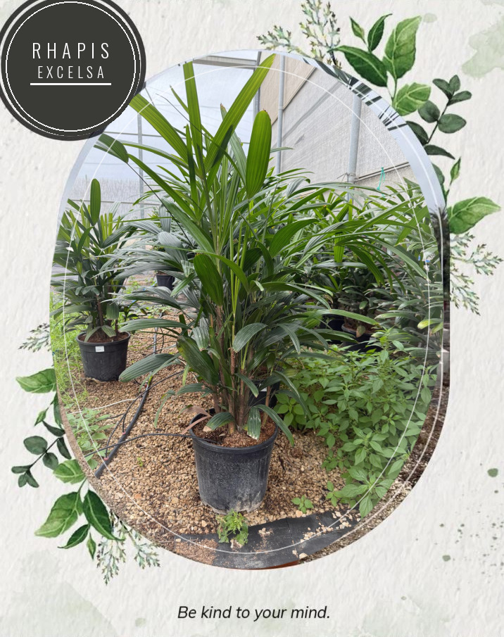Rhapis excelsa at the Jardines Costa Blanca nursery