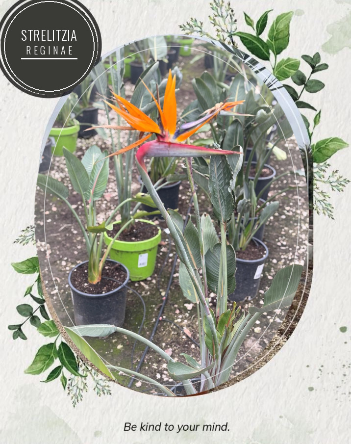 Strelitzia reginae at the Jardines Costa Blanca nursery