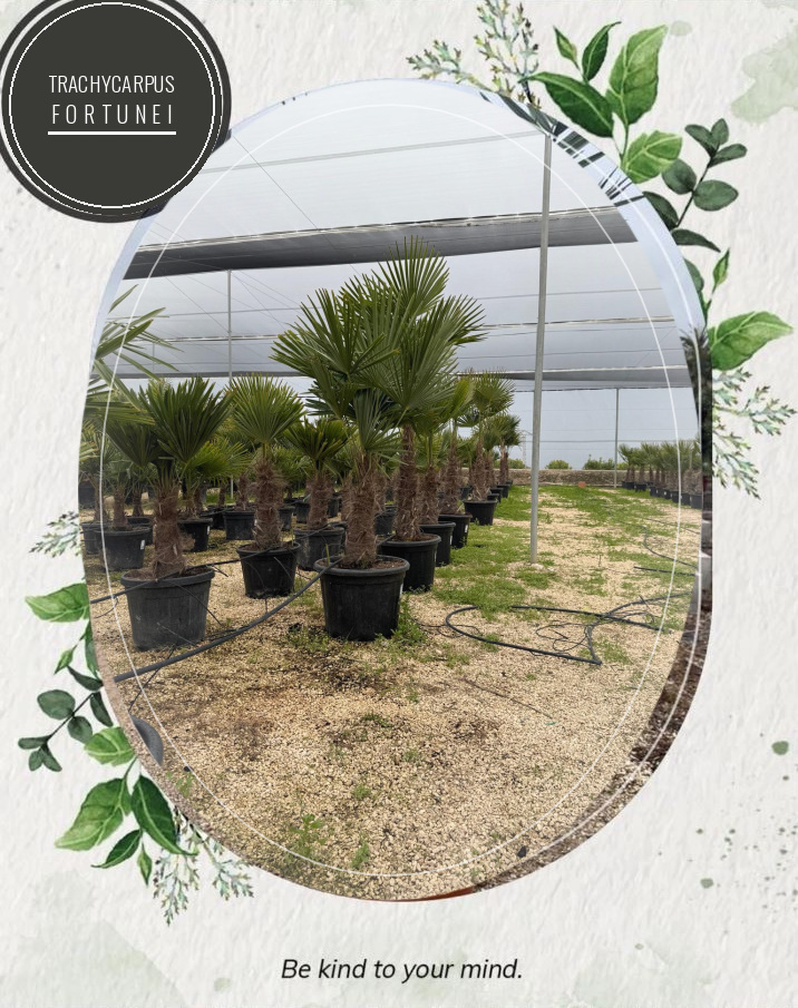 Trachycarpus fortunei at the Jardines Costa Blanca nursery