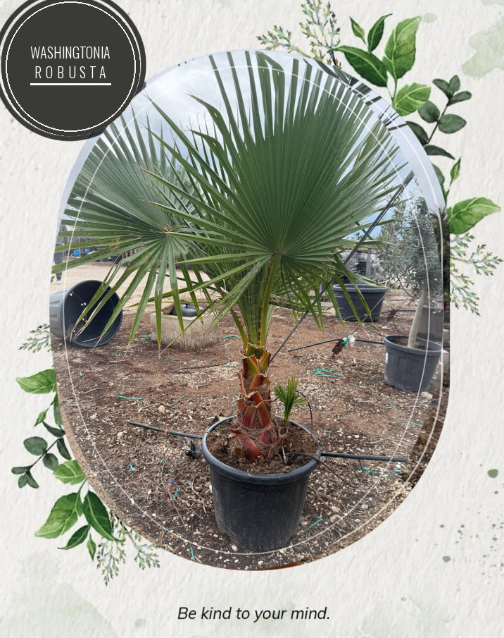 Washingtonia robusta at the Jardines Costa Blanca nursery