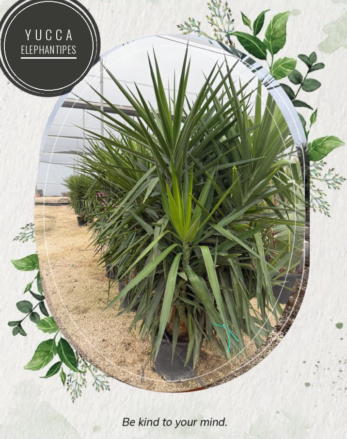 Yucca elephantipes at the Jardines Costa Blanca nursery