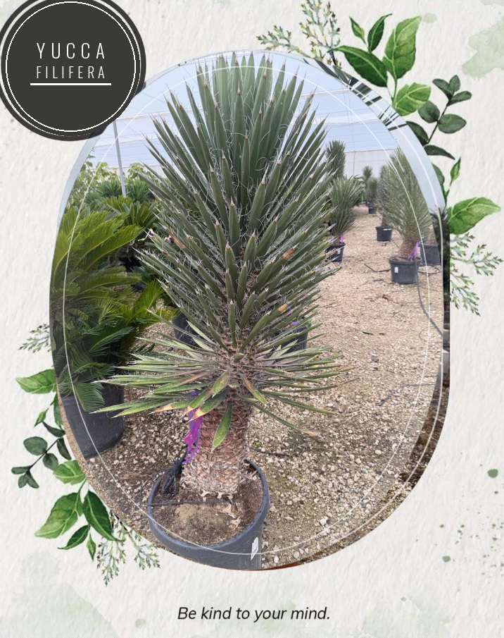 Yucca filifera at the Jardines Costa Blanca nursery