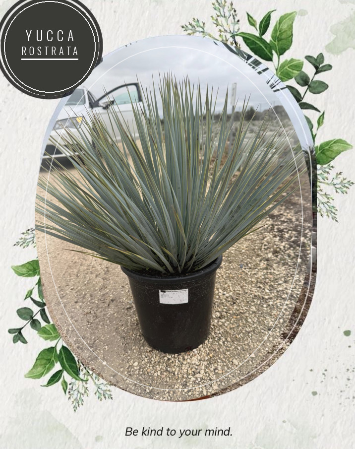 Yucca rostrata at the Jardines Costa Blanca nursery